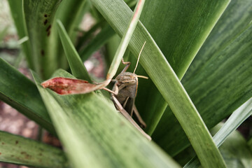 Brown Acrididae species on a leaf.