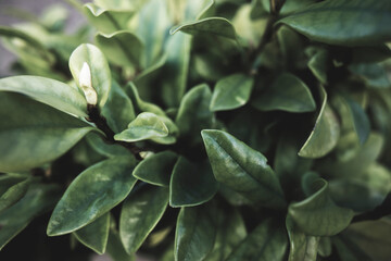 several leaves of the magnolia figo plant