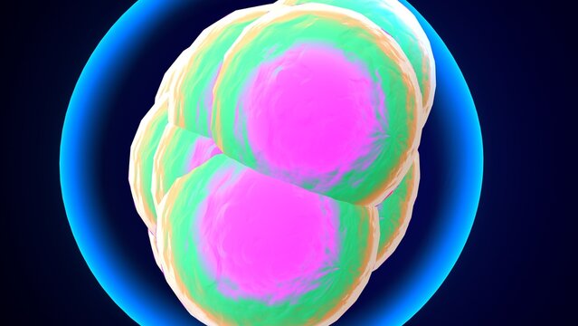 human cell division anatomy. 3d illustration