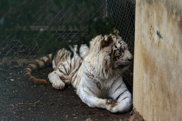 動物園のホワイトタイガー