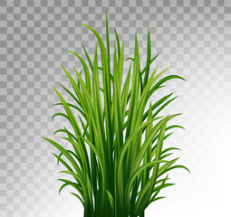 Fresh realistick green grass. Fresh herb: natural, organic, bio, eco label. 