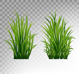 Fresh realistick green grass. Fresh herb: natural, organic, bio, eco label. 