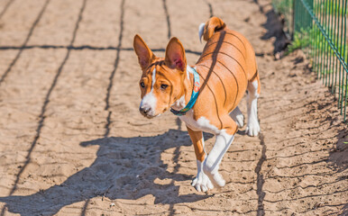 Basenji playing at city park. Dog is best human friend. Pet lifestyle