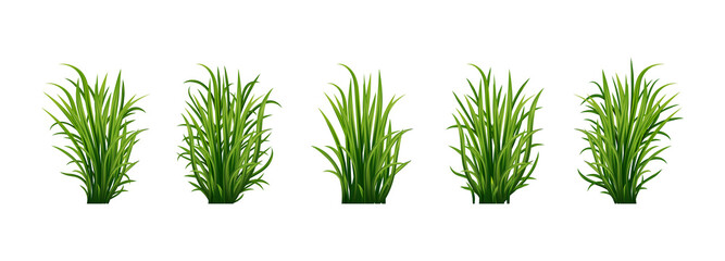Naklejka premium Fresh realistick green grass. Fresh herb: natural, organic, bio, eco label. 