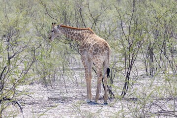 Picture of a giraffe in the Namibian savannah during the day