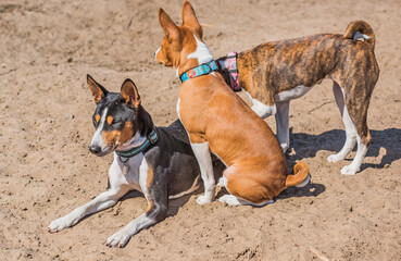Basenji playing at city park. Dog is best human friend. Pet lifestyle
