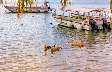 A trio of local dogs cool off in the late afternoon lagoon that surrounds the lush South Pacific island of Mo'orea, French Polynesia.