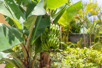 Bananas ripen on the tree on  lush South Pacific island of Mo'orea, French Polynesia. - obrazy, fototapety, plakaty