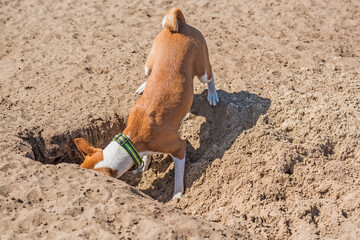 Basenji playing at city park. Dog is best human friend. Pet lifestyle