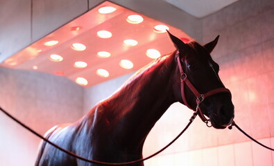 Sports horse stands after training in equine solarium. Horse recovery and rest concept