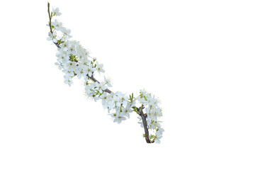 Branch with white flowers . Spring flowering of fruit trees. Delicate white flowers. Isolate on white.   PNG format available. Curved graceful branch
