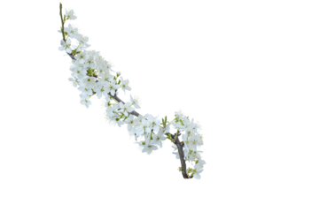 Branch with white flowers . Spring flowering of fruit trees. Delicate white flowers. Isolate on white.   PNG format available. Curved graceful branch
