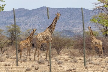 Picture of a giraffe in the Namibian savannah during the day