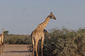 Picture of a giraffe in the Namibian savannah during the day