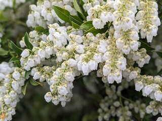 white lilac flowers