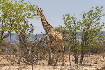 Picture of a giraffe in the Namibian savannah during the day
