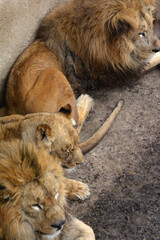 動物園のライオン