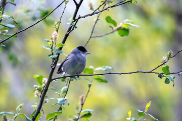 Male blackcap singing in a tree in spring.