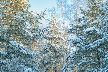 Tall fir trees covered with snow in the forest. Christmas trees in the winter park.