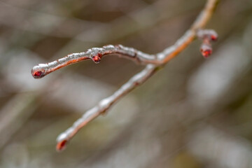 Close-up of a tree branch with a bud covered in ice. Frozen tree.