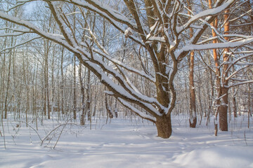 Trees with bare branches without leaves in a winter park. Forest covered with snow.