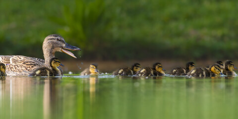 ducklings swimming in a pond in the morning light