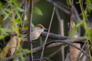 Eurasian Blackcap perched on a tree branch in the morning light