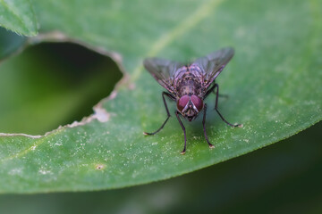 fly close-up in the morning light