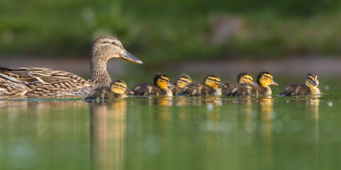 ducklings swimming in a pond in the morning light