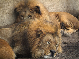 動物園のライオン