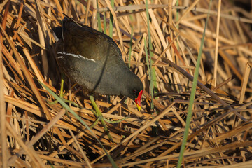 Common Moorhen on the bank of a pond