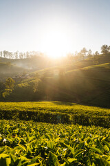 Beautiful sunrise over hills with tea plantations near Haputale in Sri Lanka.. - 779822132