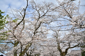 小田原城址公園の桜
