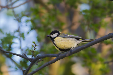Great Tit perched on a tree branch in the morning light