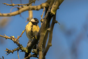 Great Tit perched on a tree branch in the morning light