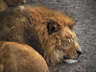 Naklejka premium 動物園のライオン