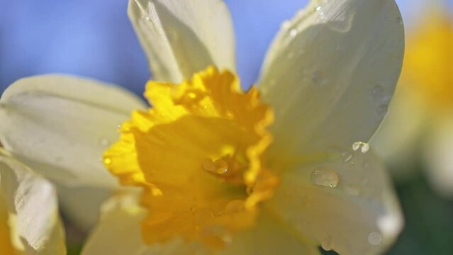 Yellow flower in drops of dew.

