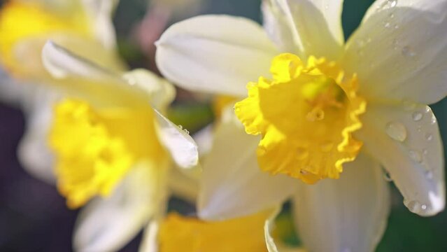 Close-up of a yellow blooming daffodil.