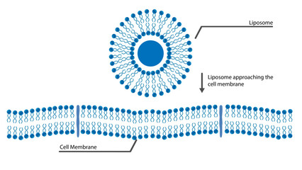 Liposomal delivers nutrients to cells, Liposomal - approaching cell membrane - obrazy, fototapety, plakaty