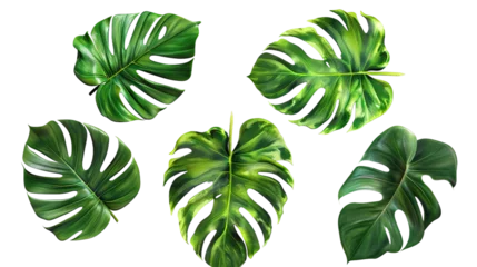 Foto op Aluminium Monstera Exotic plants collection featuring palm leaves and monstera, isolated on white. Watercolor vector illustrations perfect for botanical designs, top view flat lay, vibrant digital art with transparent b