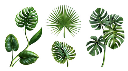 Fototapeta na wymiar Exotic plants collection featuring palm leaves and monstera, isolated on white. Watercolor vector illustrations perfect for botanical designs, top view flat lay, vibrant digital art with transparent b