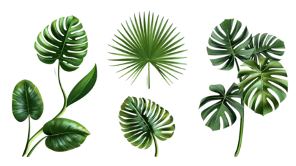 Fototapete Tropische Blätter Exotic plants collection featuring palm leaves and monstera, isolated on white. Watercolor vector illustrations perfect for botanical designs, top view flat lay, vibrant digital art with transparent b