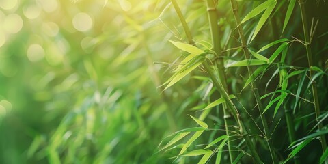 A lush green field of bamboo with a bright sun shining on it. The bamboo is tall and green, and the sun is casting a warm glow on the scene