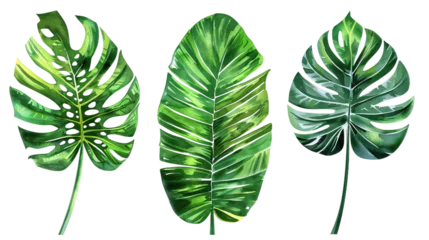 Foto op Canvas Exotic plants collection featuring palm leaves and monstera, isolated on white. Watercolor vector illustrations perfect for botanical designs, top view flat lay, vibrant digital art with transparent b © Spear