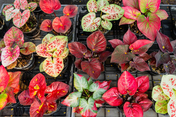 Colorful exotic caladium plant hybrid red foliage in flower pots inside urban jungle garden market