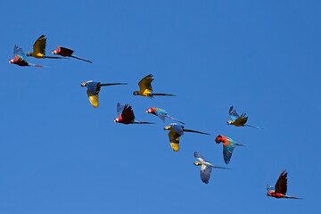 Flight of macaw squadron