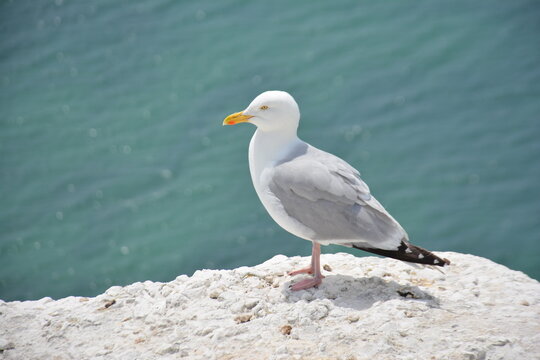 seagull on the beach in Brighton 