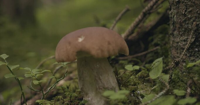 Champignon Bolet