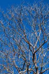 Obraz premium Bare Branches on a Tree in Winter with Clear Blue Sky Above.