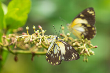 African Common White Butterflies (Belenois creona)